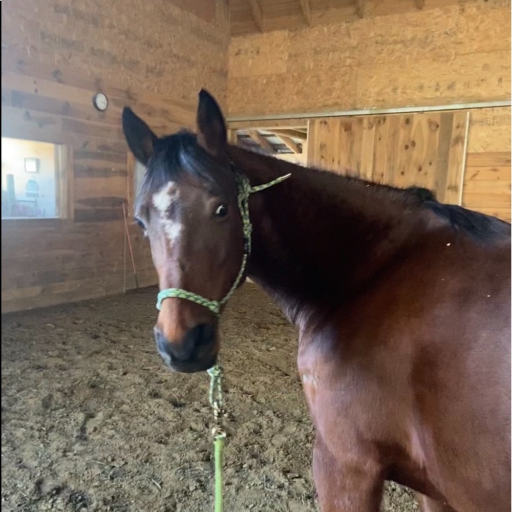 ISO SADDLE PADS!